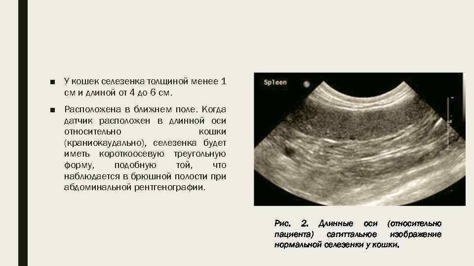 ■ У кошек селезенка толщиной менее 1 см и длиной от 4 до 6