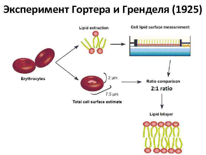 Эксперимент Гортера и Гренделя (1925) 