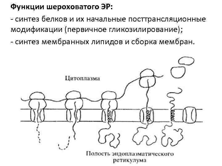 Функции шероховатого ЭР: - синтез белков и их начальные посттрансляционные модификации (первичное гликозилирование); -