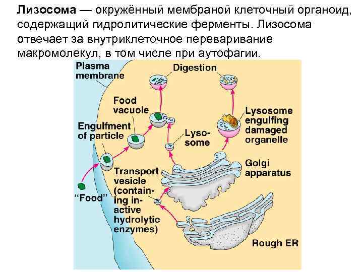 Лизосома — окружённый мембраной клеточный органоид, содержащий гидролитические ферменты. Лизосома отвечает за внутриклеточное переваривание