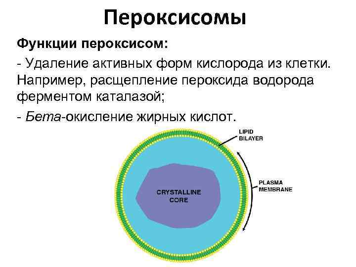 Пероксисомы Функции пероксисом: - Удаление активных форм кислорода из клетки. Например, расщепление пероксида водорода