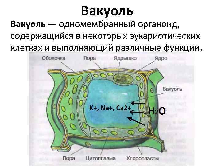 Вакуоль — одномембранный органоид, содержащийся в некоторых эукариотических клетках и выполняющий различные функции. 