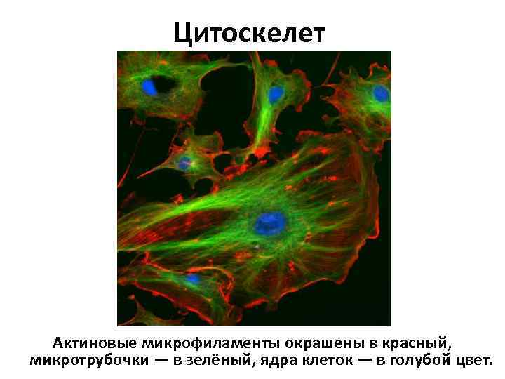 Цитоскелет Актиновые микрофиламенты окрашены в красный, микротрубочки — в зелёный, ядра клеток — в