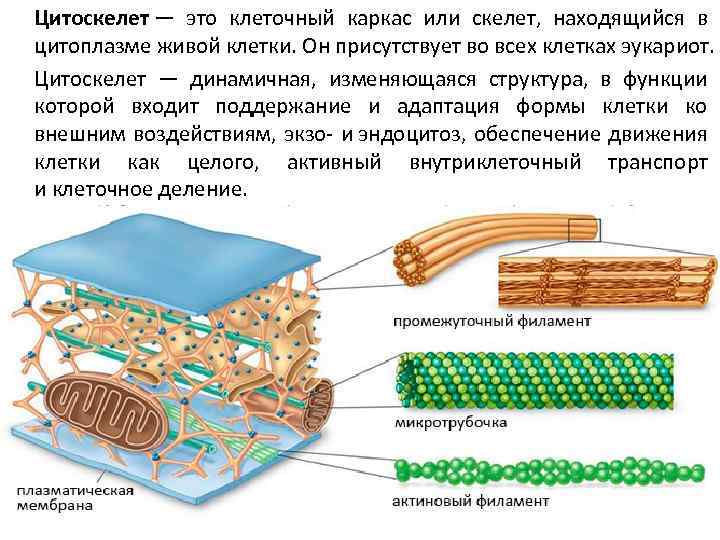 Цитоскелет — это клеточный каркас или скелет, находящийся в цитоплазме живой клетки. Он присутствует