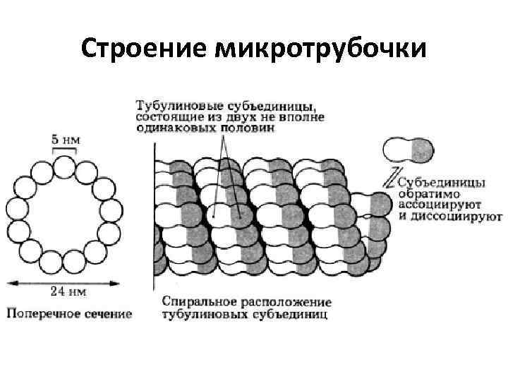 Строение микротрубочки 