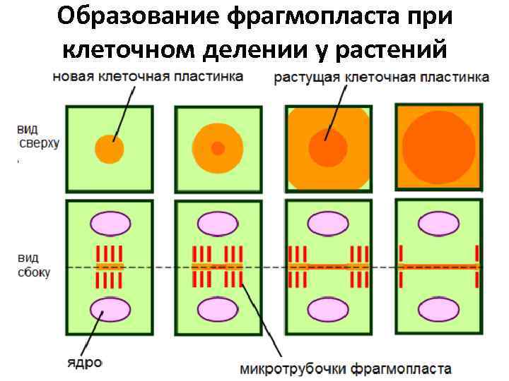 Образование фрагмопласта при клеточном делении у растений 