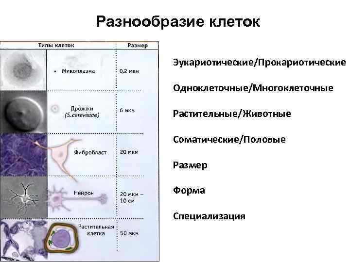 Какой из указанных на рисунке объектов относится к прокариотам