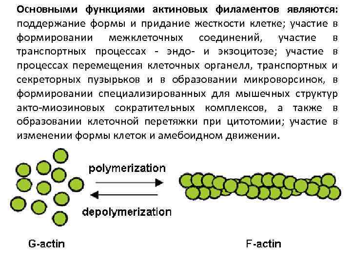 Основными функциями актиновых филаментов являются: поддержание формы и придание жесткости клетке; участие в формировании