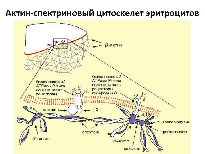 Актин-спектриновый цитоскелет эритроцитов 