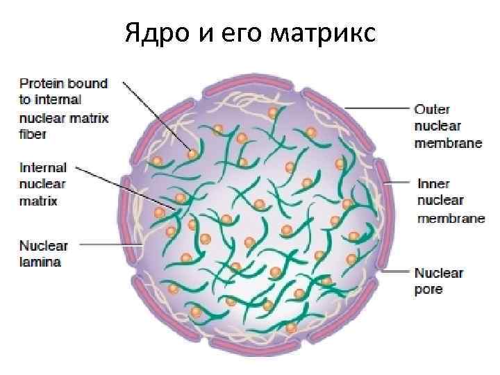 Ядро и его матрикс 