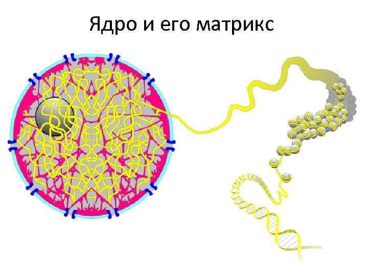 Ядро и его матрикс 