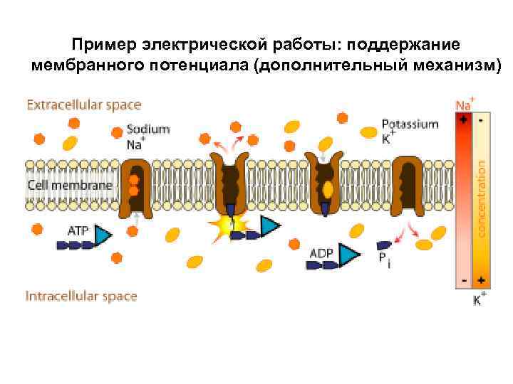 Пример электрической работы: поддержание мембранного потенциала (дополнительный механизм) 