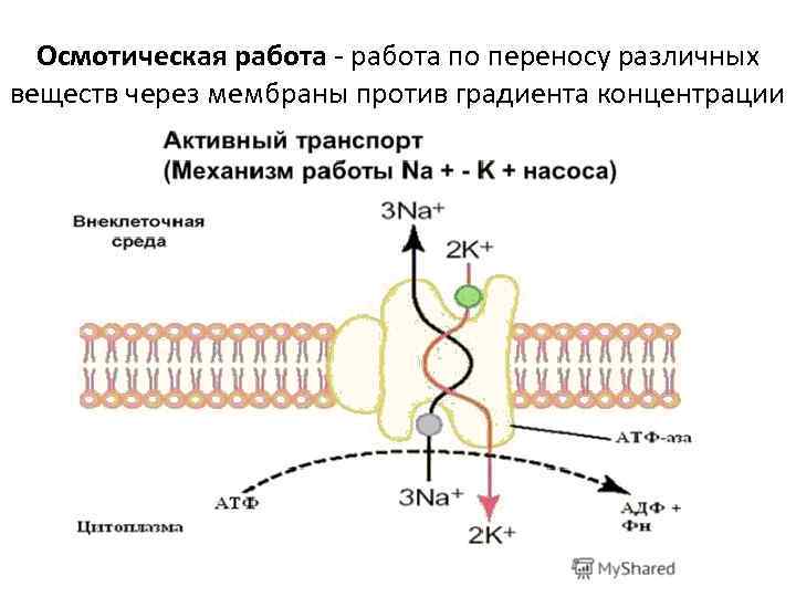 Осмотическая работа - работа по переносу различных веществ через мембраны против градиента концентрации 