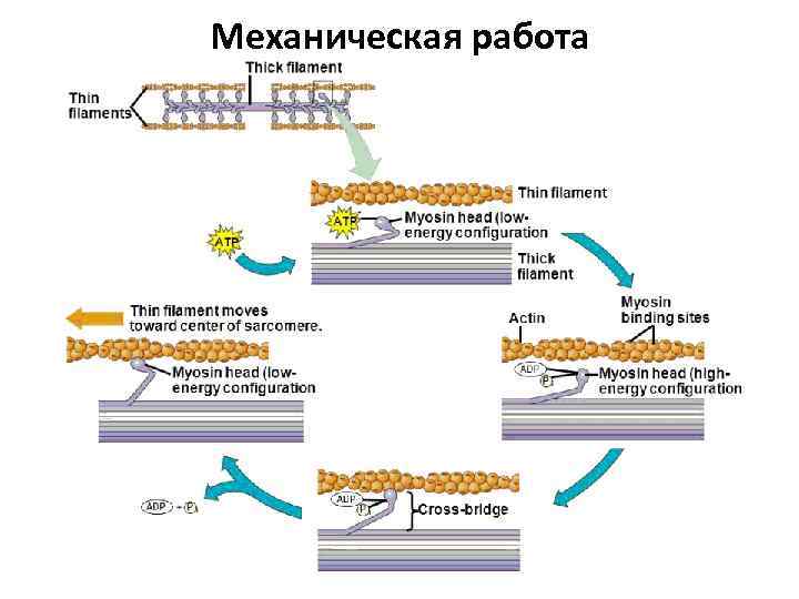 Механическая работа 