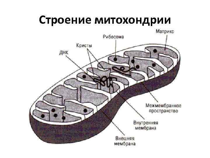 Строение митохондрии 