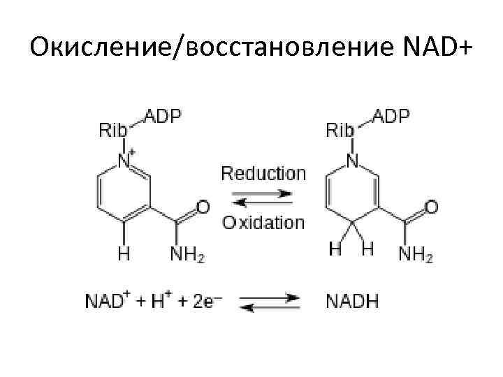 Окисление/восстановление NAD+ 