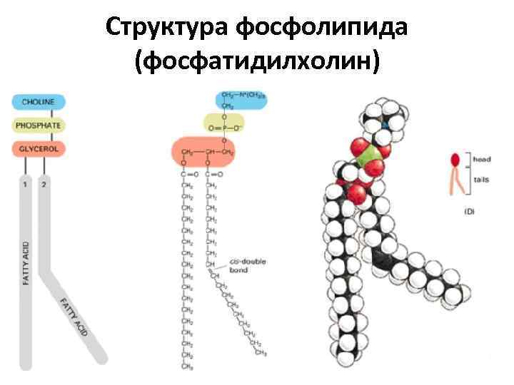 Структура фосфолипида (фосфатидилхолин) 