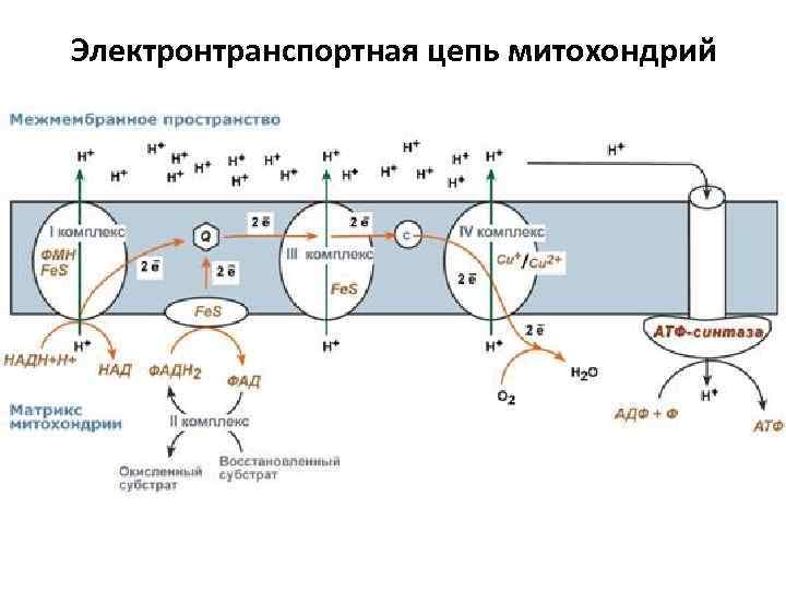 Электронтранспортная цепь митохондрий 