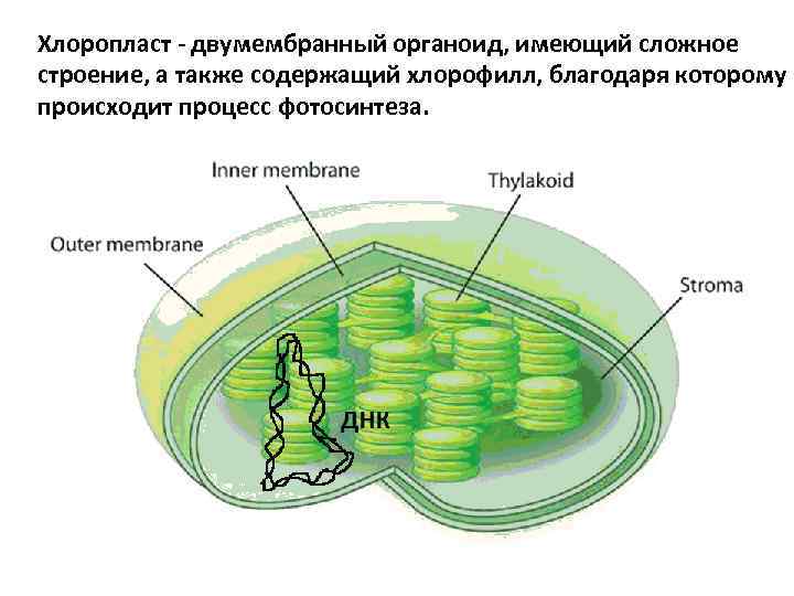 Функция органоида хлоропласт. Строение хлоропласта 3д. Строма хлоропласта процесс фотосинтеза. Хлоропласты функции. Строение хлоропласта ЕГЭ.