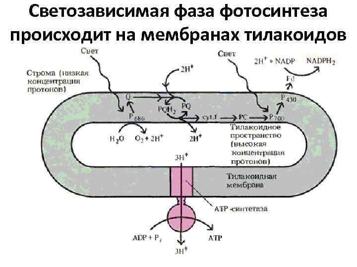 Светозависимая фаза фотосинтеза происходит на мембранах тилакоидов 