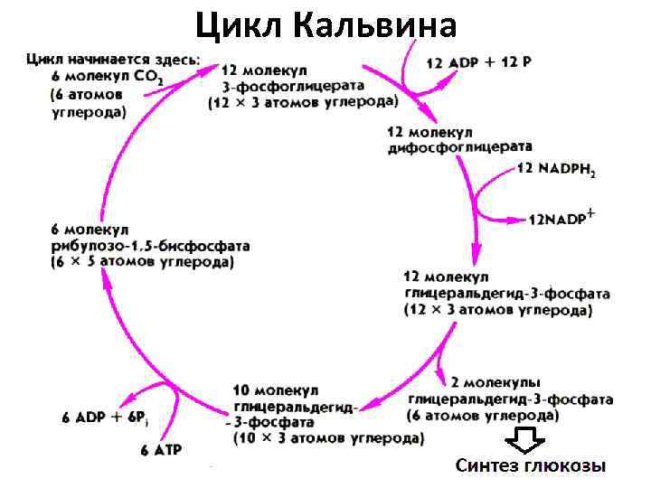 Цикл Кальвина 