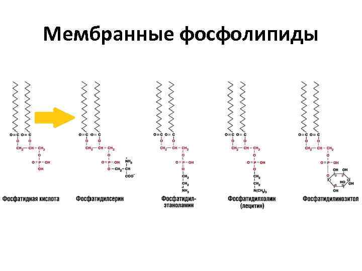 Мембранные фосфолипиды 