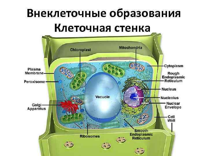 Внеклеточные образования Клеточная стенка 