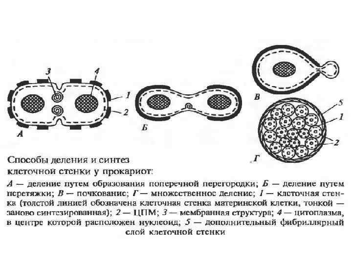 Межклеточная кооперация схема