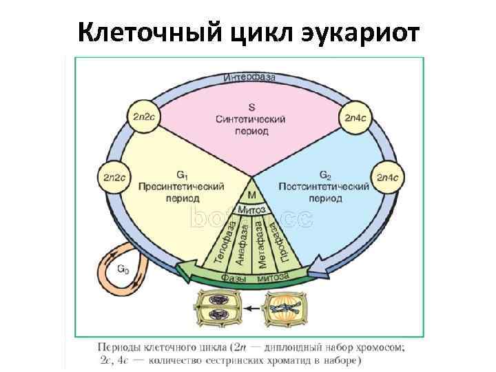 Клеточный цикл эукариот 