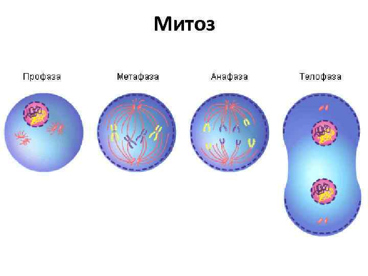 Митоз 