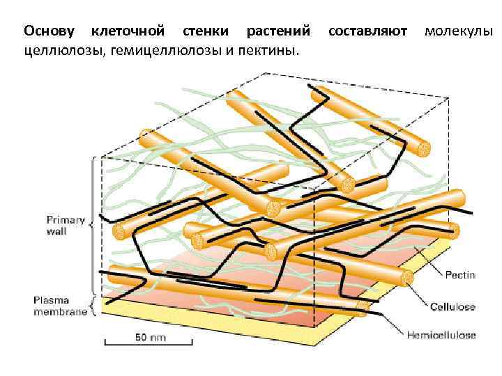 Основу клеточной стенки растений целлюлозы, гемицеллюлозы и пектины. составляют молекулы 