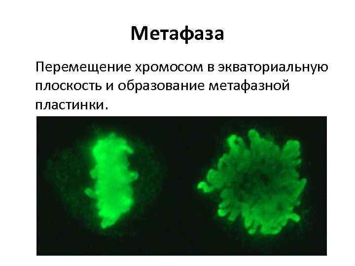 Метафаза Перемещение хромосом в экваториальную плоскость и образование метафазной пластинки. 