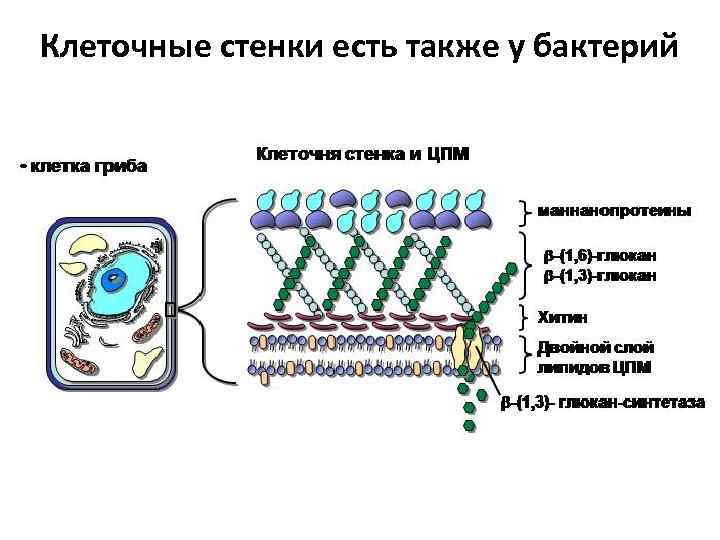 Клеточные стенки есть также у бактерий 