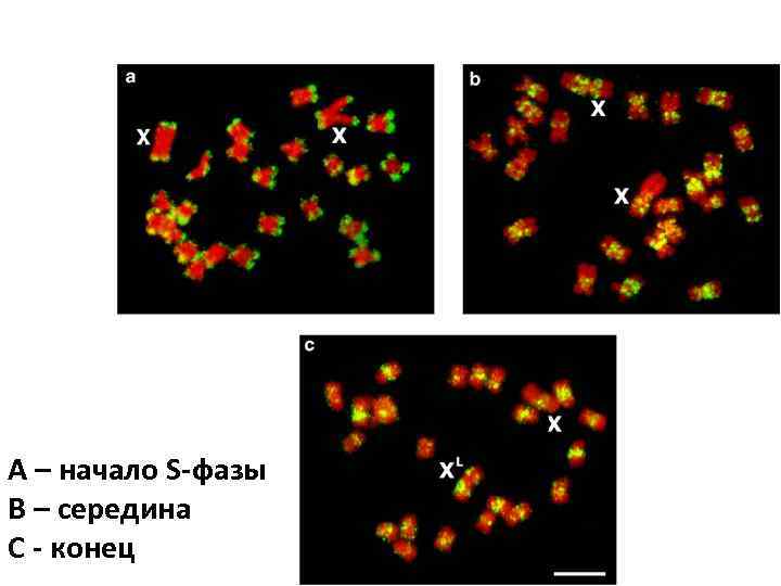 A – начало S-фазы B – середина C - конец 