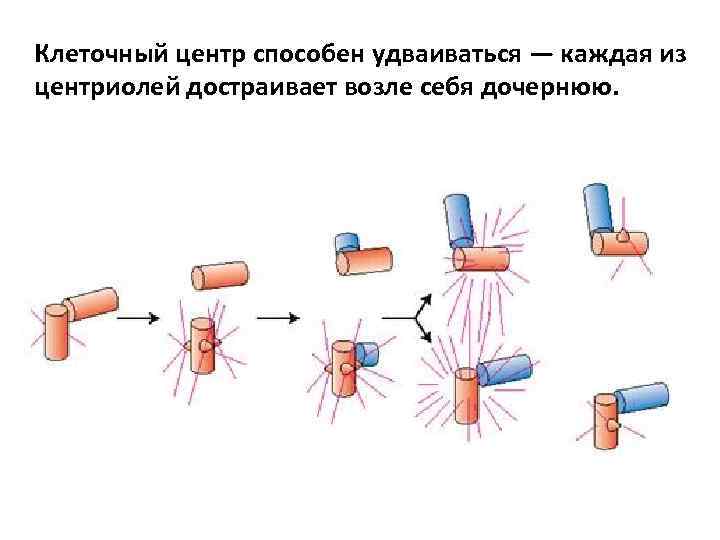 Клеточный центр способен удваиваться — каждая из центриолей достраивает возле себя дочернюю. 