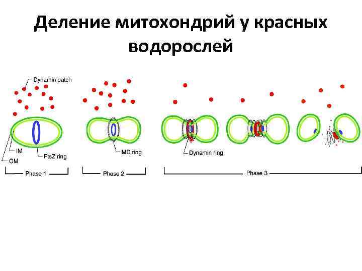 Деление митохондрий у красных водорослей 