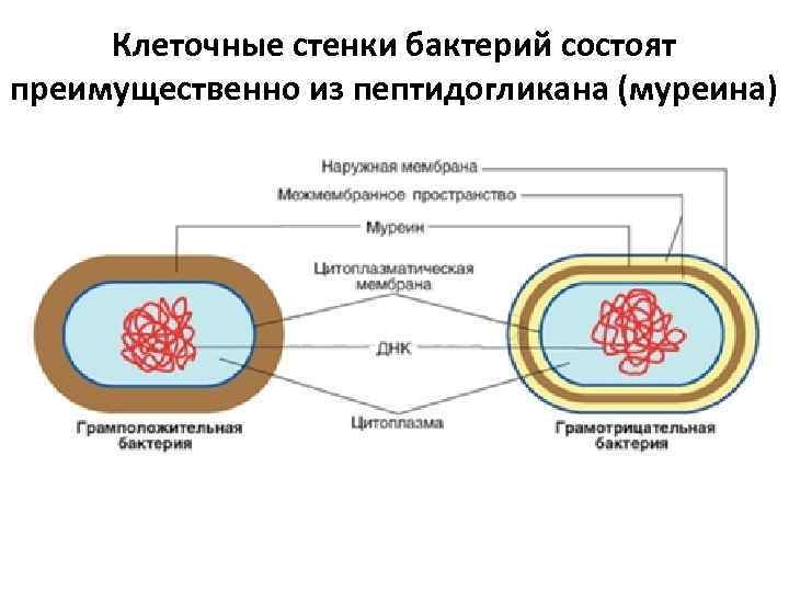 Клеточные стенки бактерий состоят преимущественно из пептидогликана (муреина) 