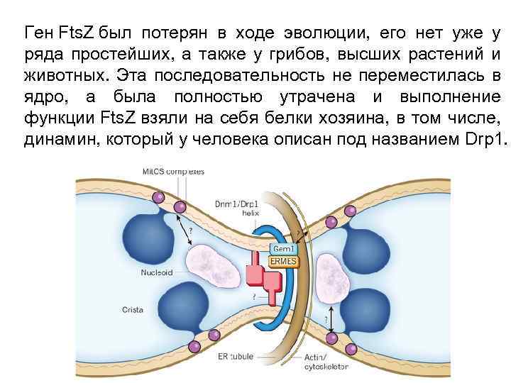 Ген Fts. Z был потерян в ходе эволюции, его нет уже у ряда простейших,