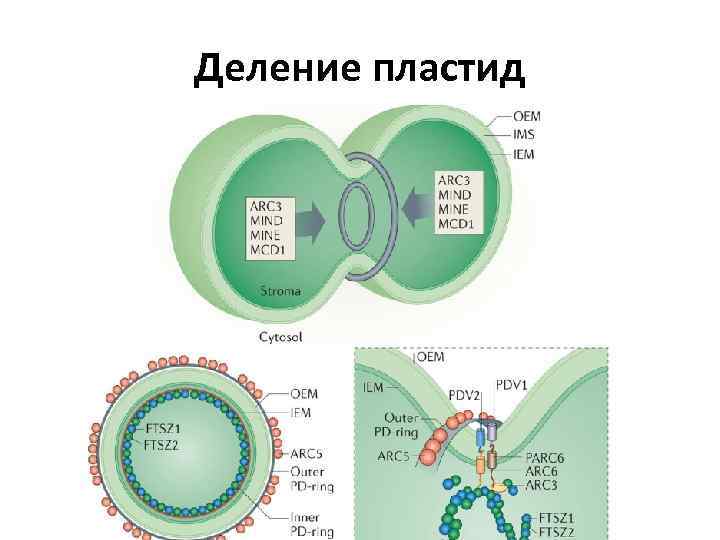 Деление пластид 