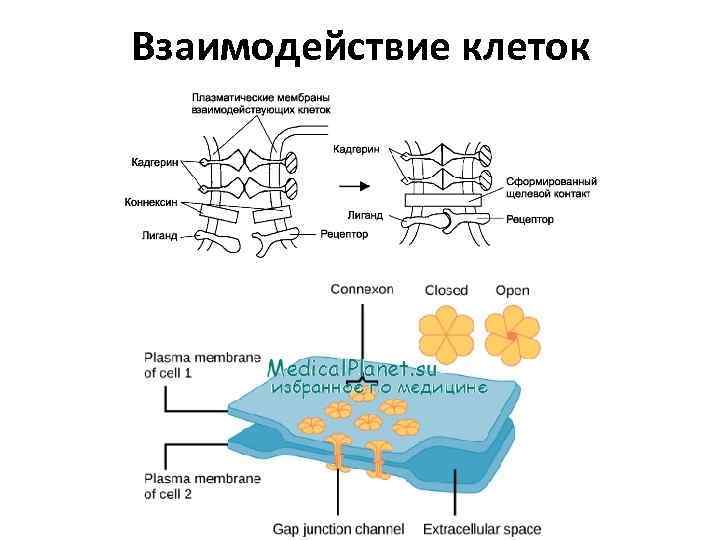 Взаимодействие клеток 