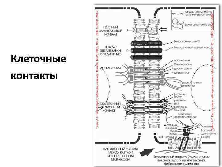 Клеточные контакты 