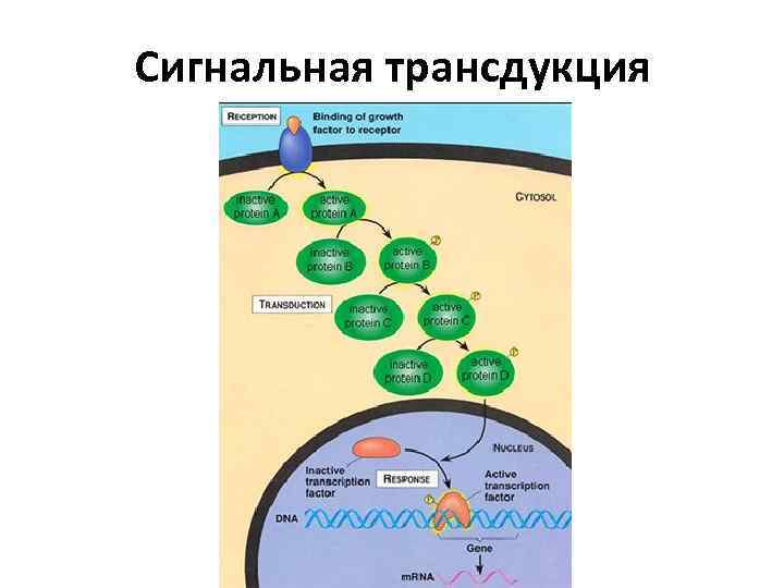 Сигнальная трансдукция 