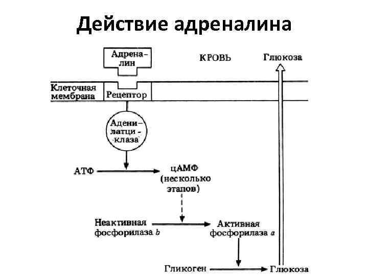 Действие адреналина 