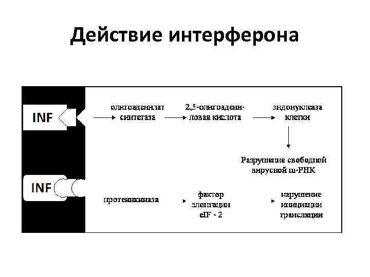 Действие интерферона 