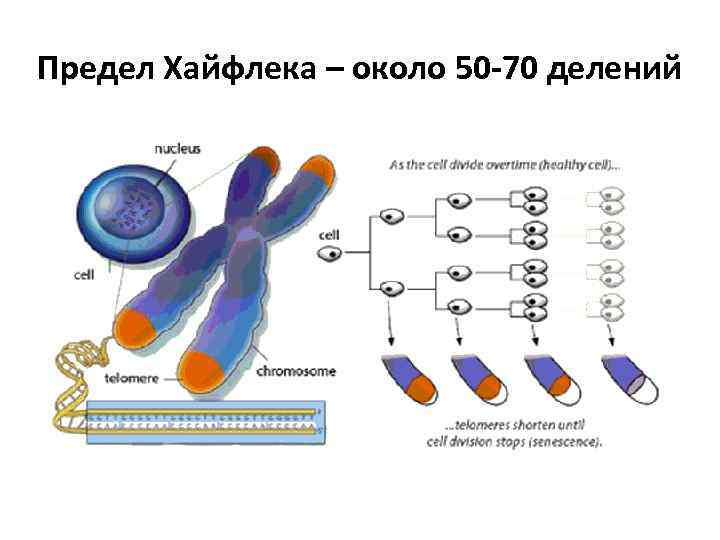 Предел Хайфлека – около 50 -70 делений 