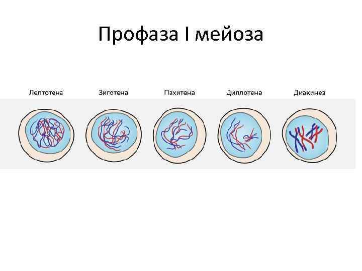 Профаза I мейоза 