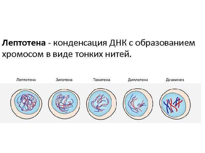 Лептотена - конденсация ДНК с образованием хромосом в виде тонких нитей. 