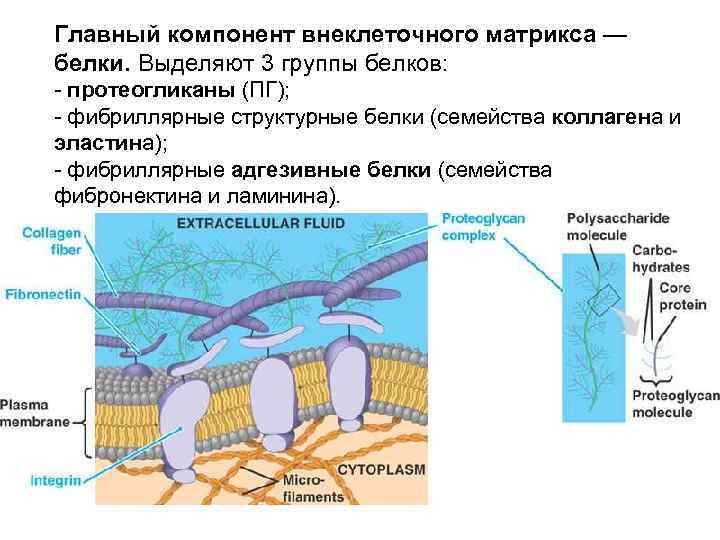 Главный компонент внеклеточного матрикса — белки. Выделяют 3 группы белков: - протеогликаны (ПГ); -