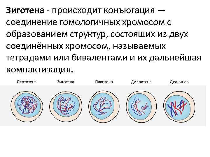 Зиготена - происходит конъюгация — соединение гомологичных хромосом с образованием структур, состоящих из двух