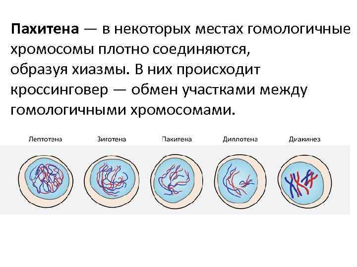 Пахитена — в некоторых местах гомологичные хромосомы плотно соединяются, образуя хиазмы. В них происходит